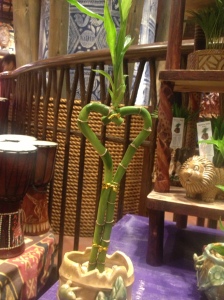 Bamboo plant I found in a shop.  I love how it forms a heart and is growing together!